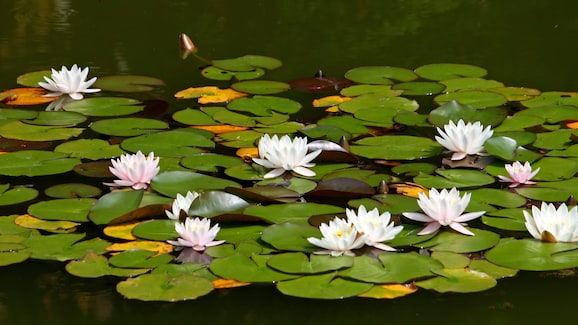 lake nymphaeish riddles