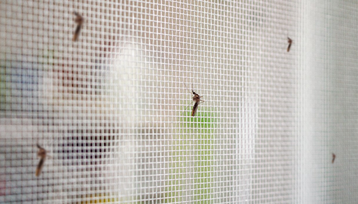 West Nile in Lazio, mosquito nets increases against the virus