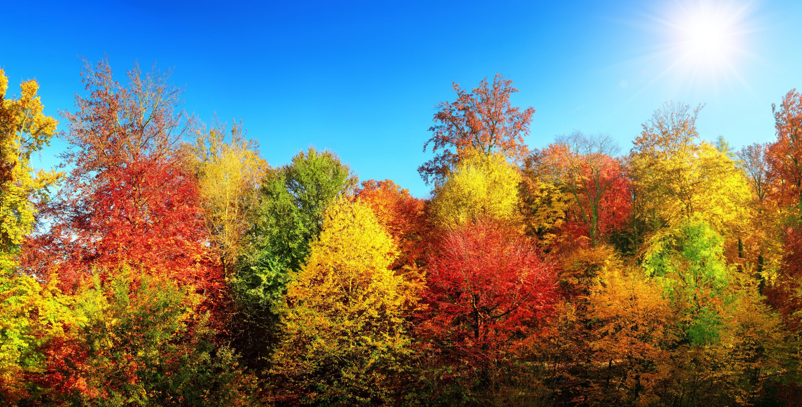 Because it is said Foliage: what it is and where the term symbol of autumn derives from
