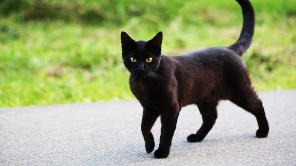 black cat superstition