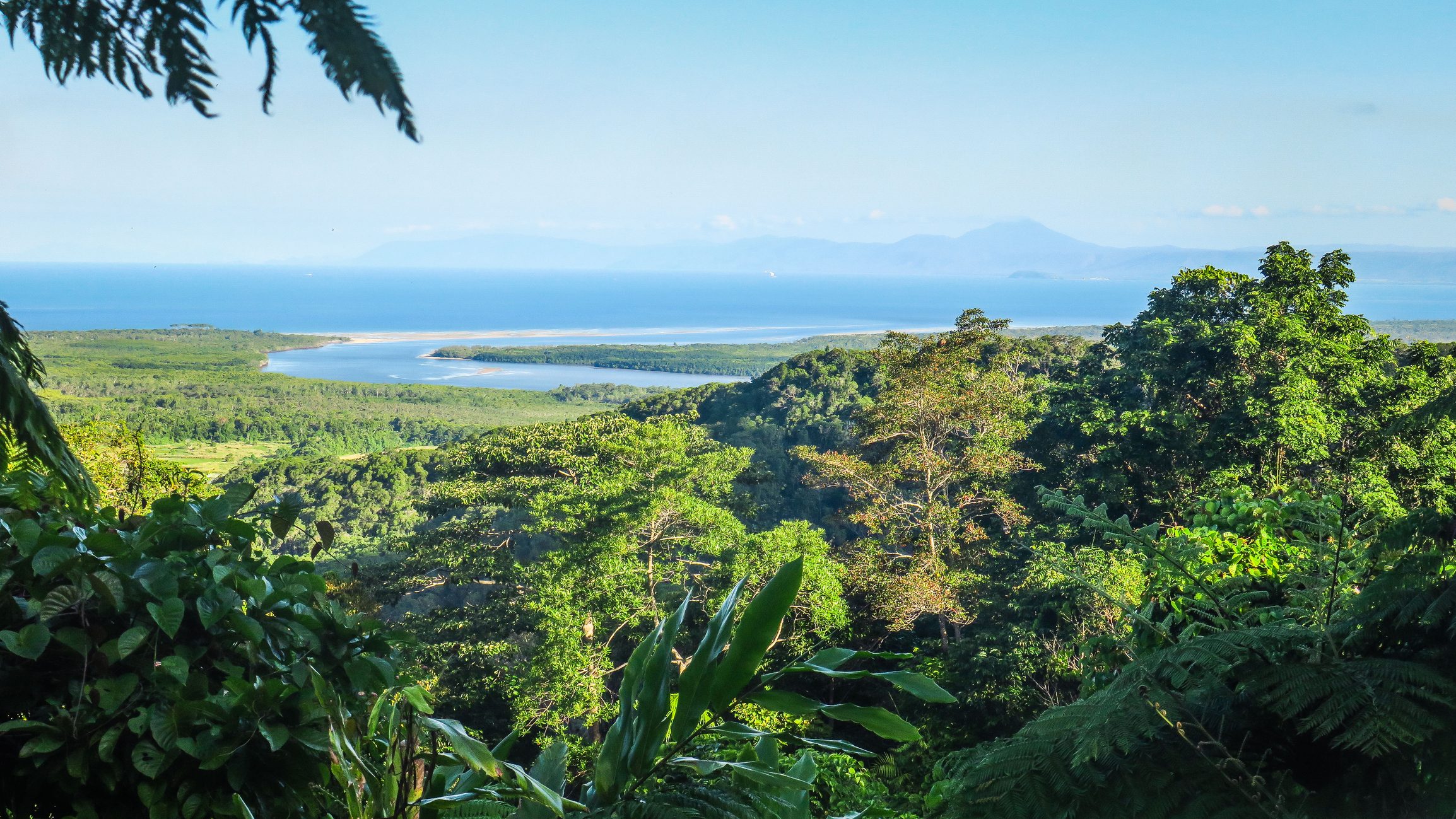 The Daintree rainforest in Australia is the oldest in the world: a journey inside it