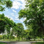 Malattie cardiache, il rischio diminuisce se si vive nel verde, ma se ci sono gli alberi (i prati non bastano)