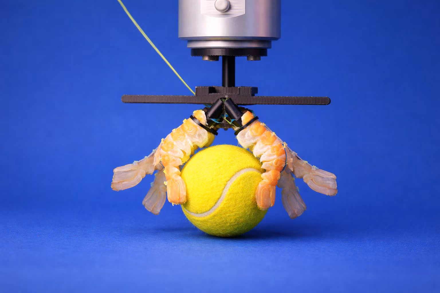 Scampi shells to build robots: EPFL's study on the reuse of food waste in robotics