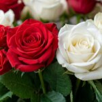 From Isis to Aphrodite to the Madonna: how myths and legends have made the rose the "queen of flowers"