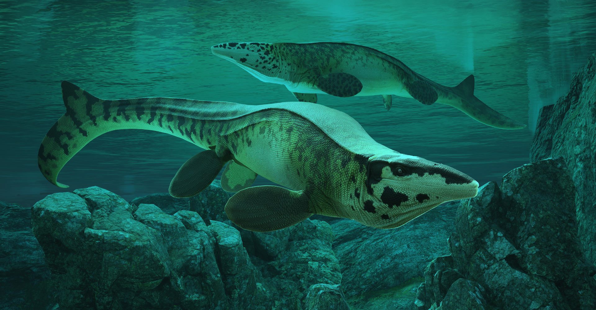 A gigantic "T-rex of the seas" that lived 80 million years ago has been discovered: 13 m long and with serrated teeth