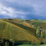 Vini emiliani e vini parmensi: il modello d’impresa made in Parma di Cantina Amadei