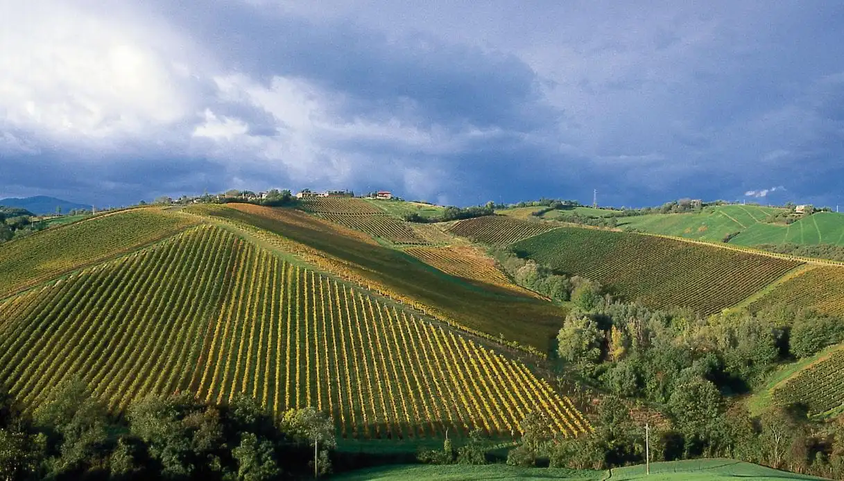 Vini emiliani e vini parmensi: il modello d’impresa made in Parma di Cantina Amadei