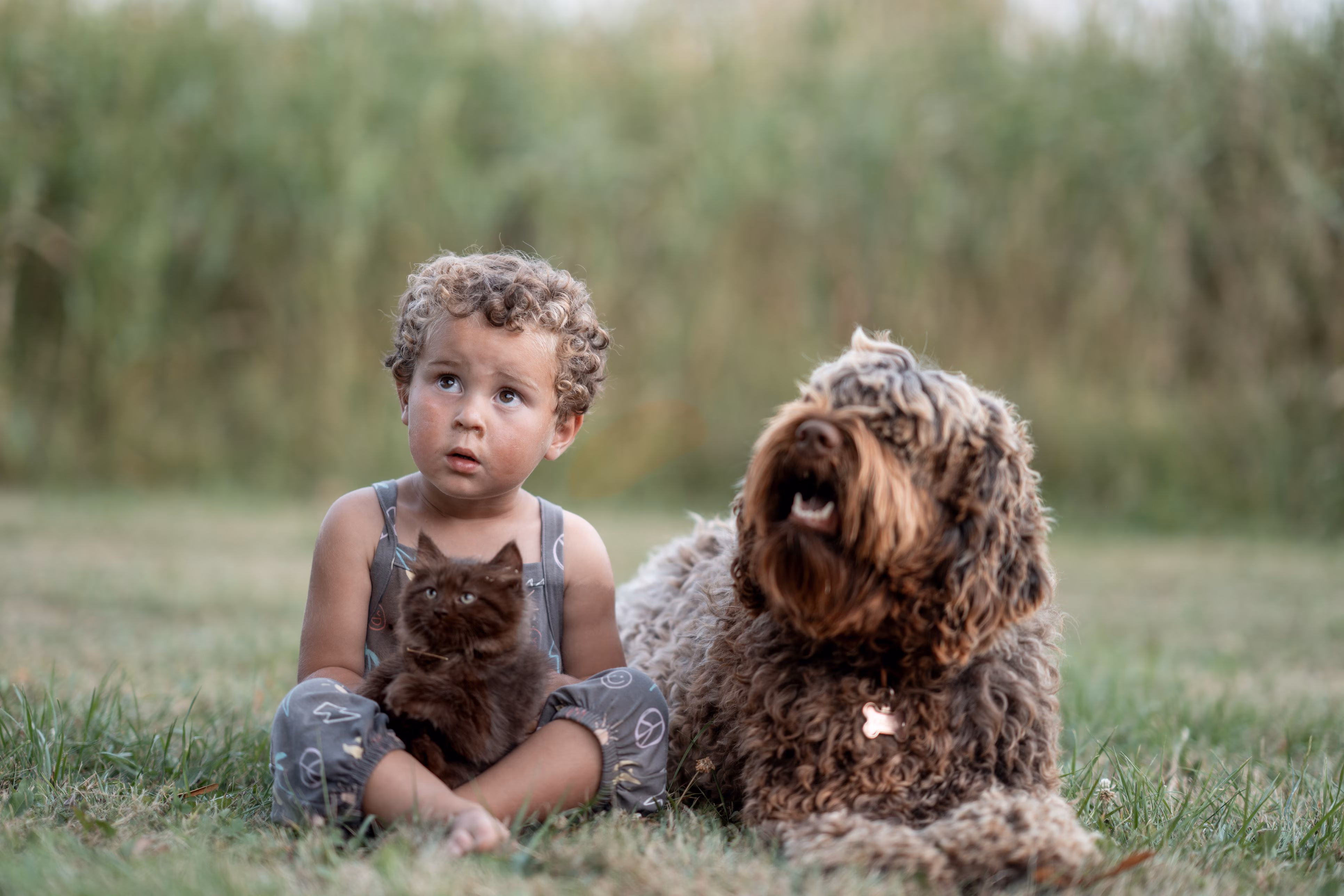 Why humans speak and animals don't and how language arose: vocal anatomy and the brain